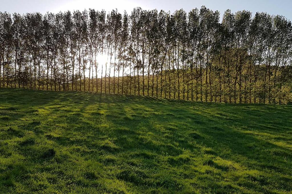 Buckland New Zealand