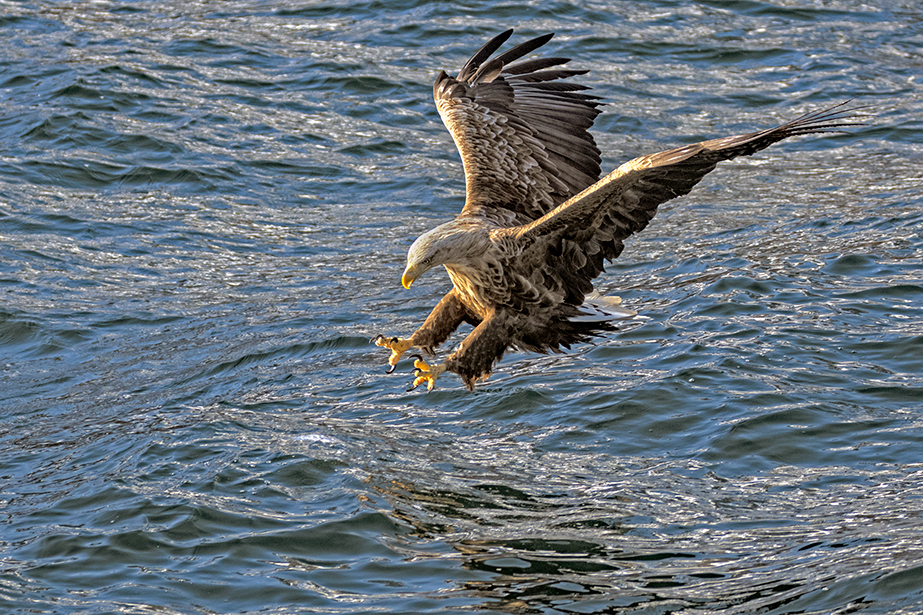 David Marriott - BoM - Sea Eagle